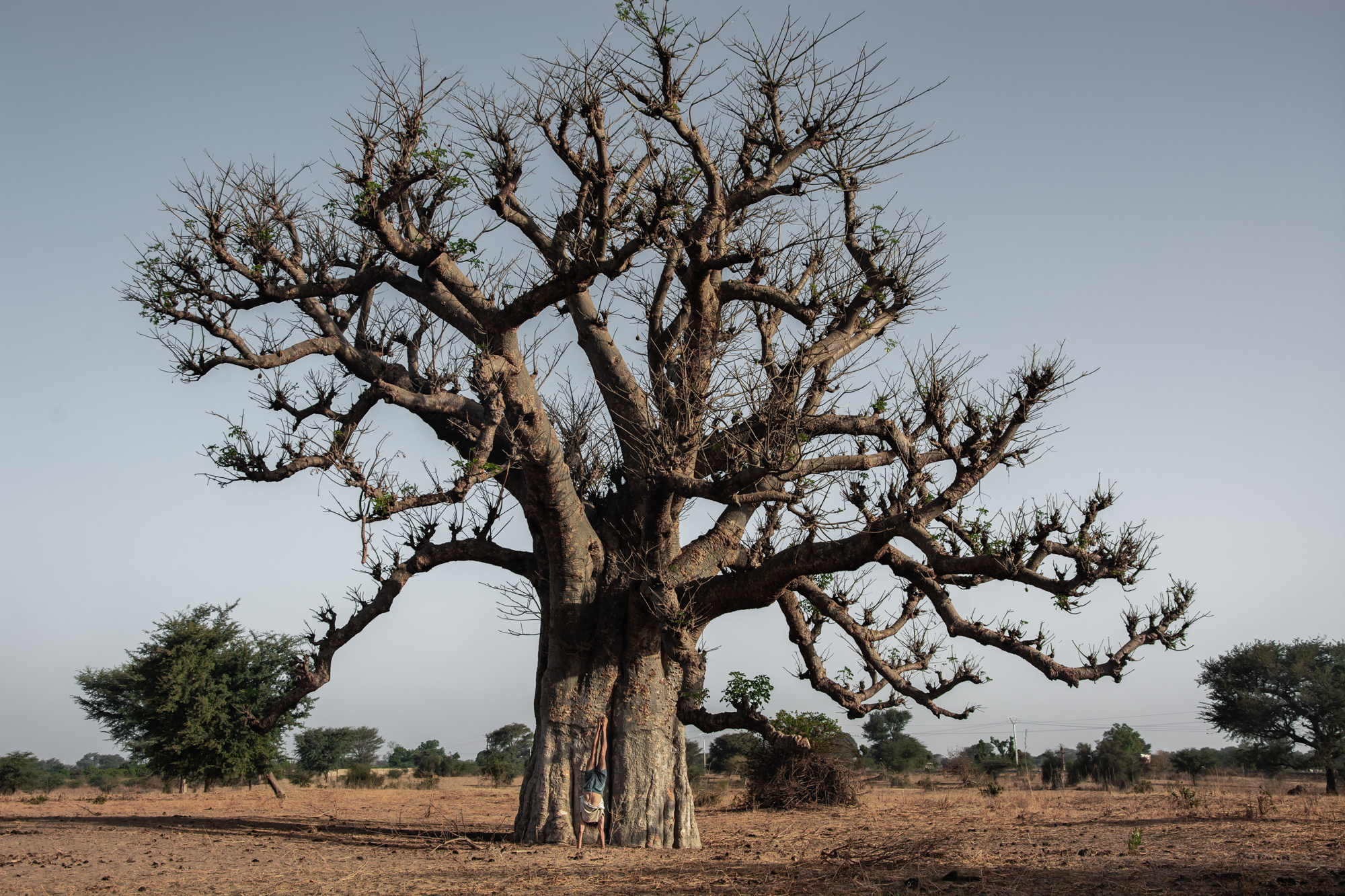 Handstand vorm Baobab