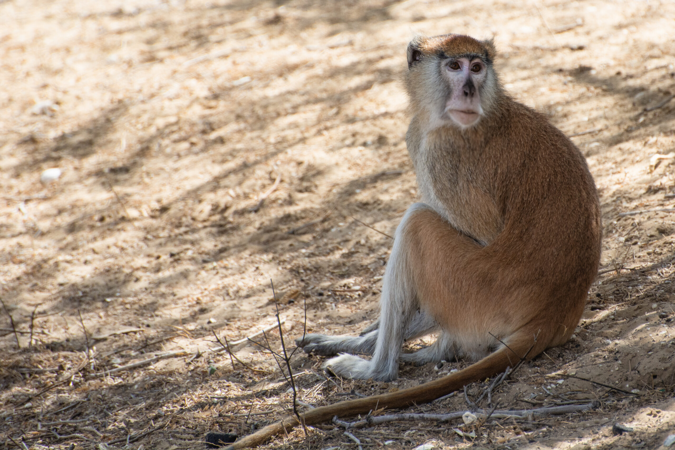 Affe